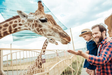 Father holding his daughter and holding his hand out for a giraffe in a zoo.